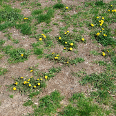 bad lawn with dandelions 